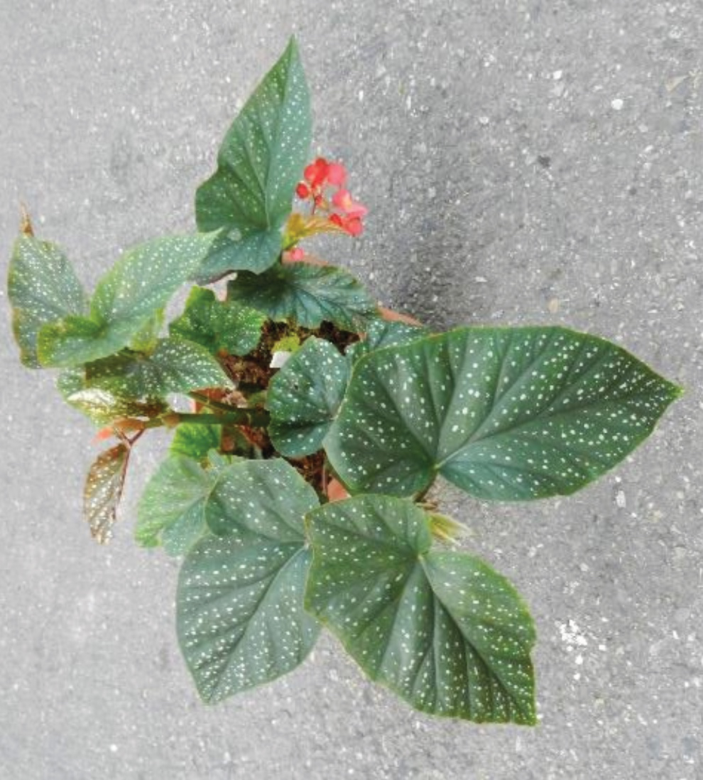 B. ‘Corallina de Lucerna’